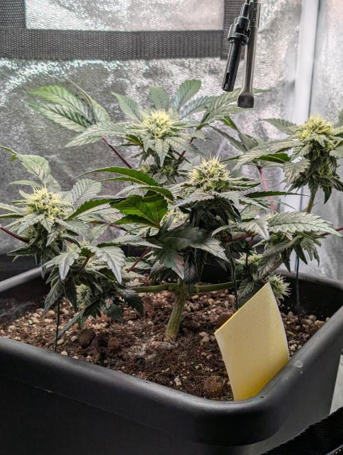 Papayton#3. Week 5