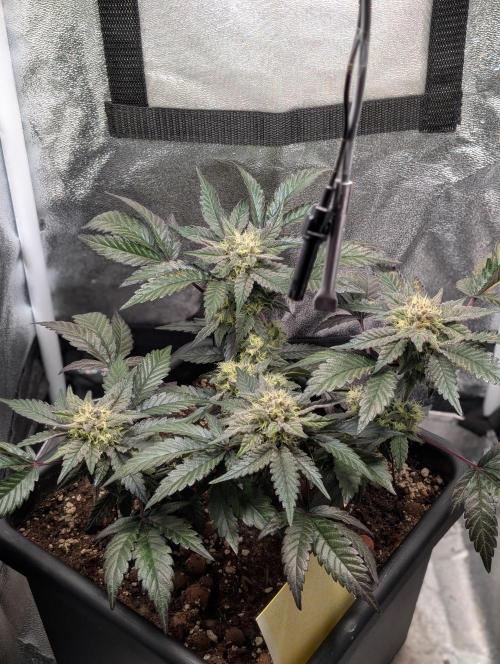Papayton#3. Week 6