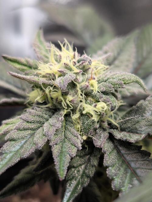Papayton#3. Week 6