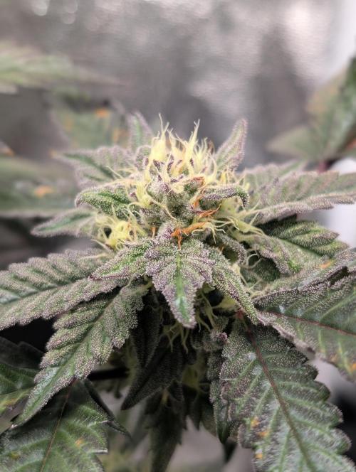 Papayton#3. Week 6