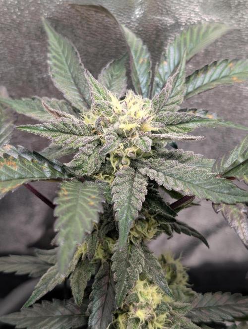 Papayton#3. Week 6