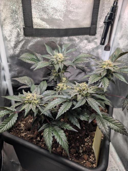 Papayton#3. Week 6