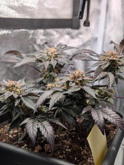 Papayton#3. Week 7