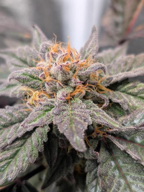 Papayton#3. Week 7