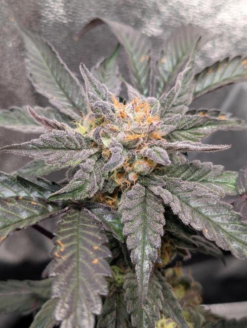 Papayton#3. Week 7