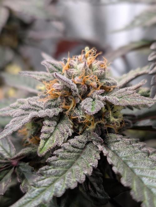 Papayton#3. Week 7