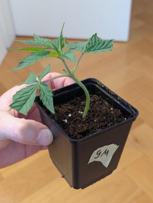 Gorilla Melon. Week 0