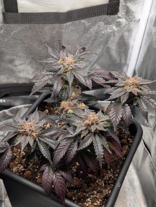 Papayton#3. Week 8