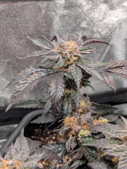Papayton#3. Week 8