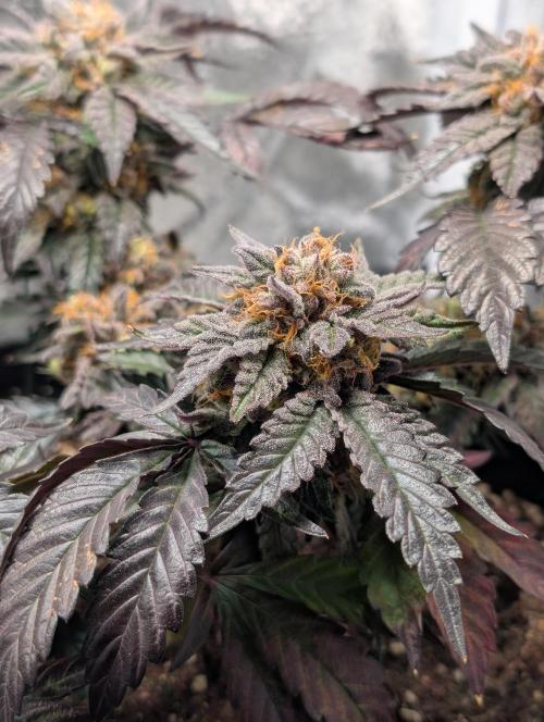 Papayton#3. Week 8