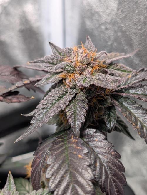 Papayton#3. Week 8