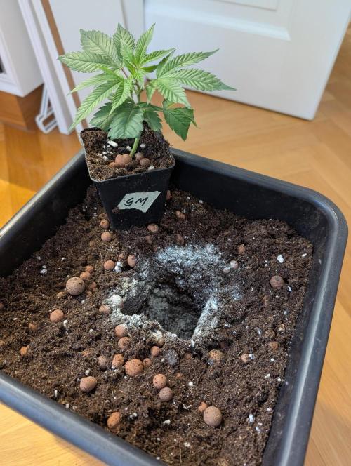Gorilla Melon Outdoor. Week 1