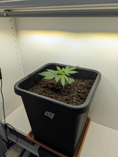 Gorilla Melon Outdoor. Week 1