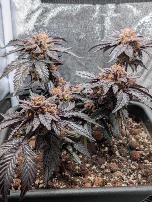 Papayton#3. Week 9