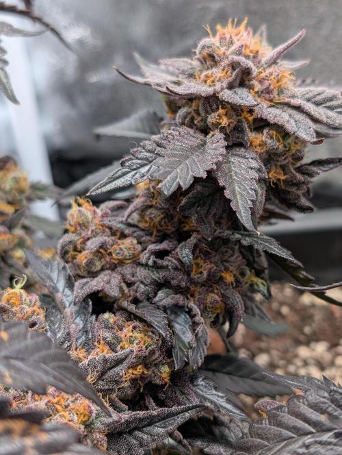 Papayton#3. Week 9