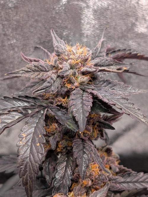 Papayton. Week 9