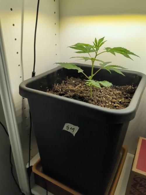 Gorilla Melon Outdoor