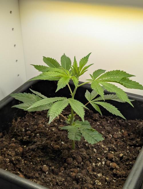 Gorilla Melon Outdoor. Week 2