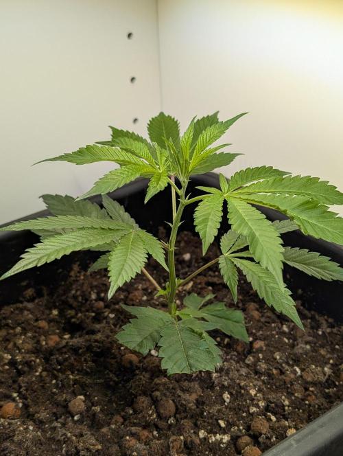 Gorilla Melon Outdoor. Week 2