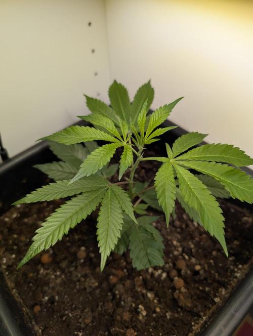 Gorilla Melon Outdoor. Week 2