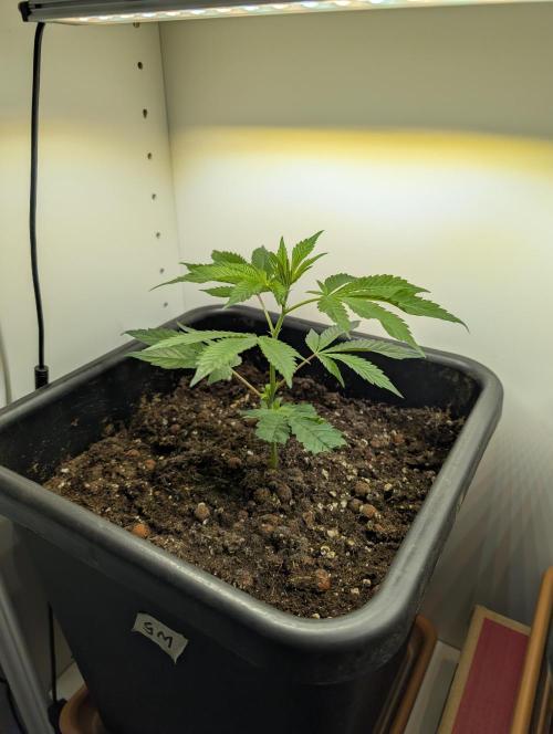 Gorilla Melon. Week 2