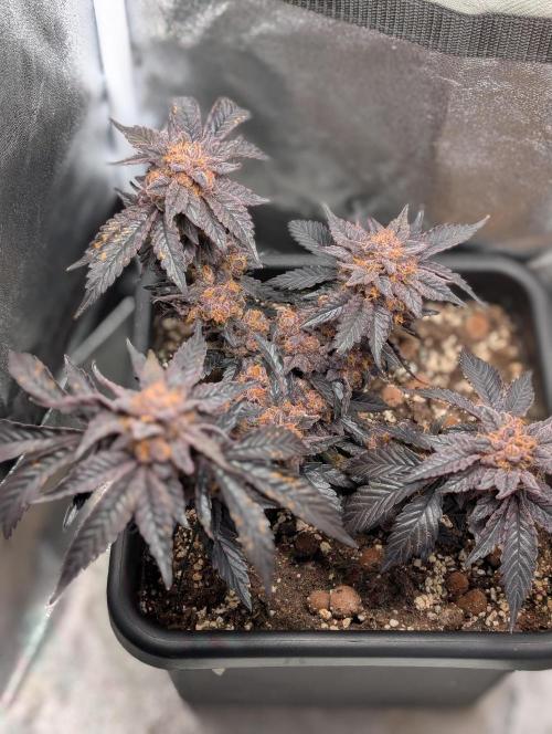 Papayton#3. Week 10