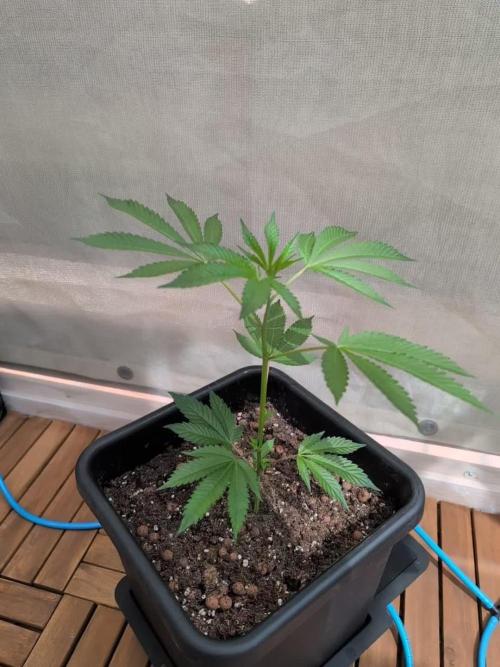 Gorilla Melon Outdoor