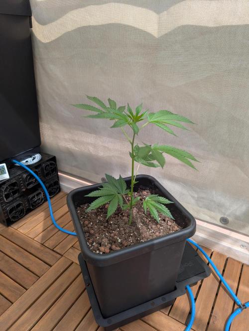 Gorilla Melon Outdoor. Week 3