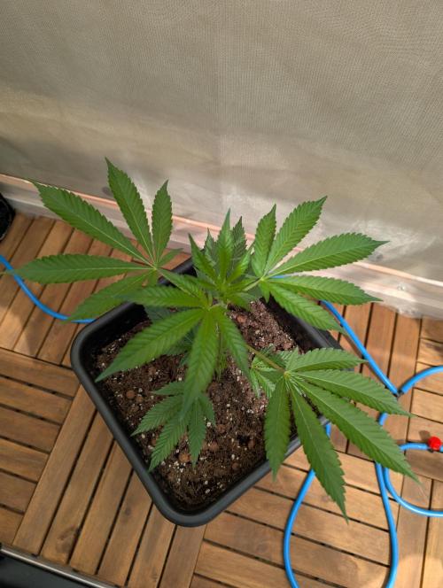 Gorilla Melon Outdoor. Week 3