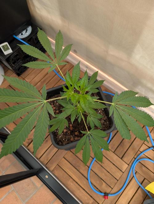 Gorilla Melon Outdoor. Week 4