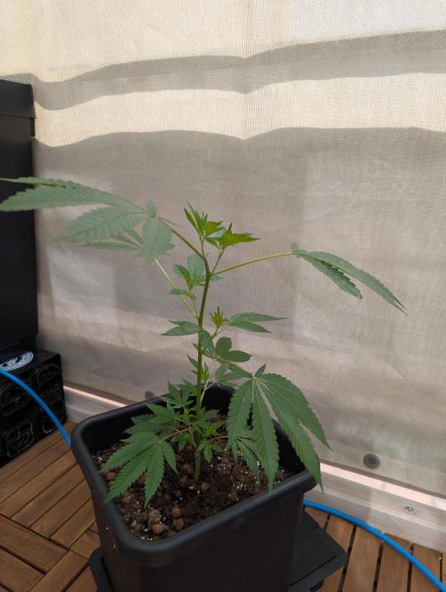 Gorilla Melon Outdoor. Week 4
