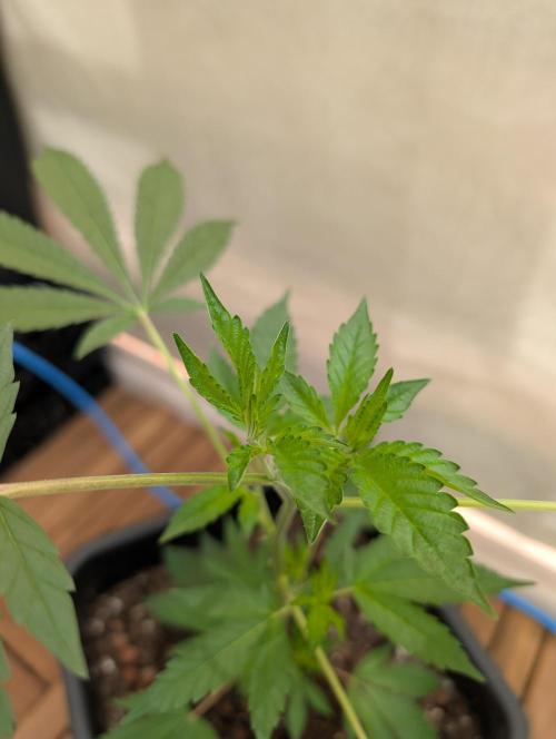 Gorilla Melon Outdoor. Week 4
