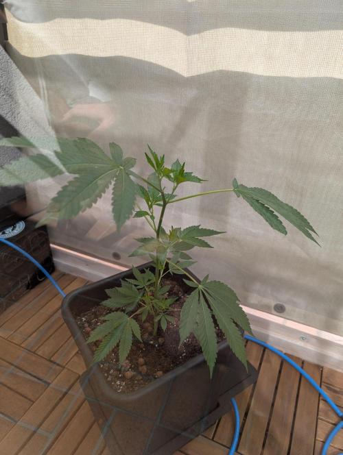Gorilla Melon. Week 4
