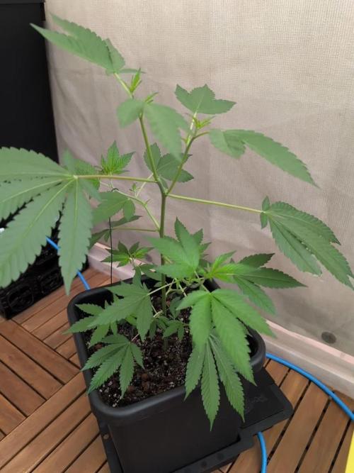Gorilla Melon Outdoor