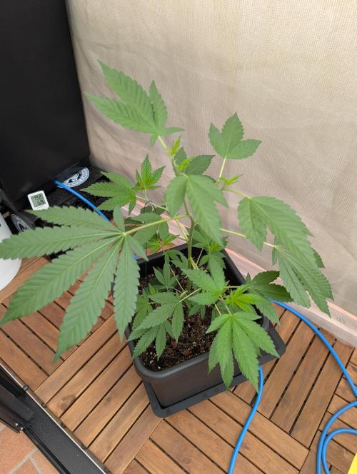 Gorilla Melon Outdoor. Week 5