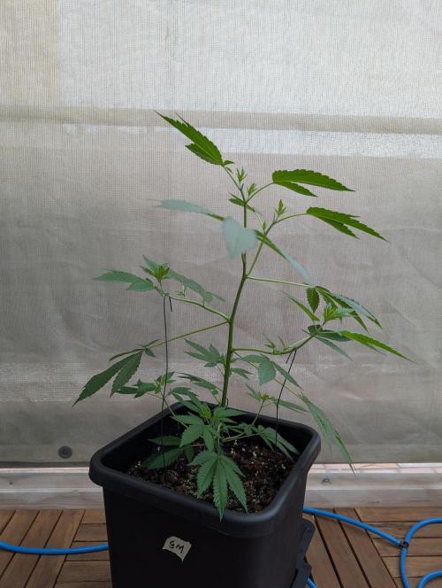 Gorilla Melon Outdoor. Week 5