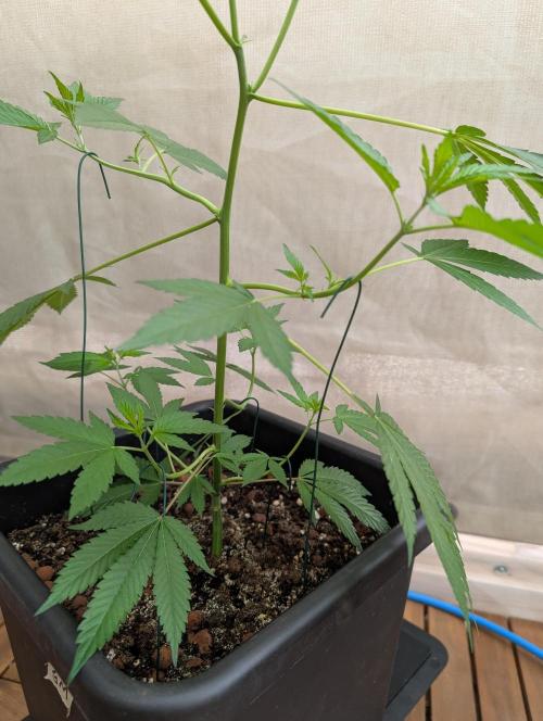 Gorilla Melon Outdoor. Week 5
