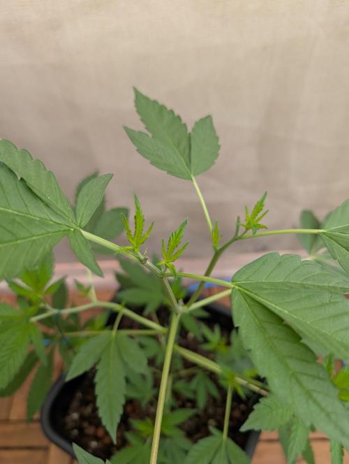 Gorilla Melon. Week 5