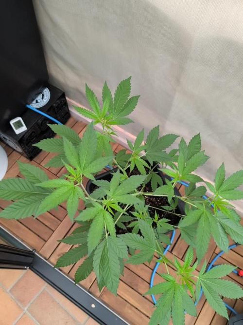Gorilla Melon Outdoor