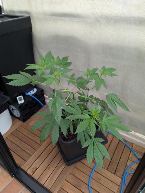 Gorilla Melon Outdoor. Week 6