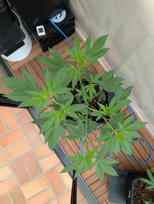 Gorilla Melon Outdoor. Week 6