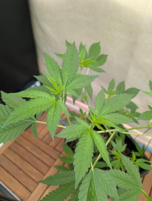 Gorilla Melon Outdoor. Week 6