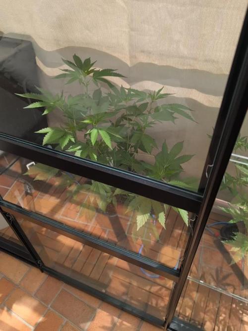 Gorilla Melon Outdoor