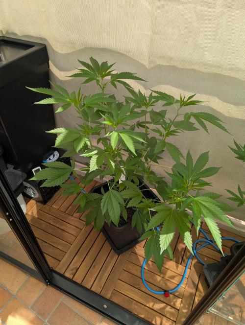 Gorilla Melon Outdoor. Week 7