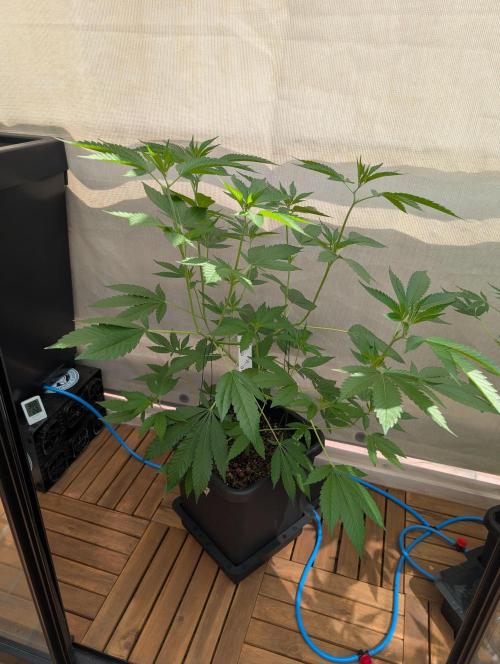 Gorilla Melon Outdoor. Week 7