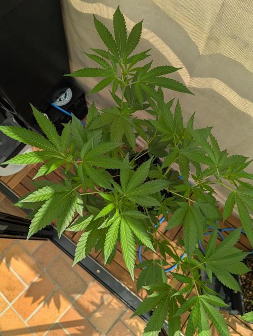 Gorilla Melon Outdoor. Week 7