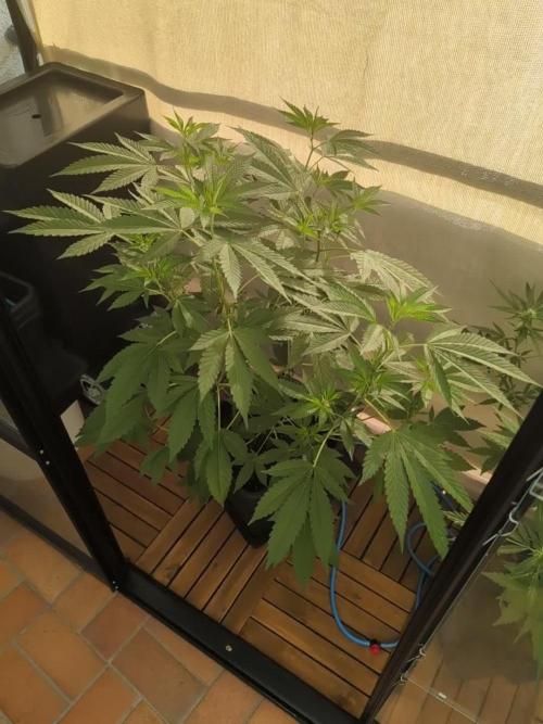 Gorilla Melon Outdoor