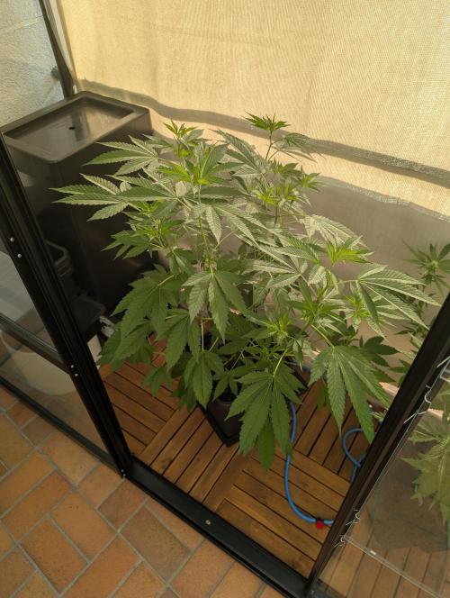Gorilla Melon Outdoor. Week 8