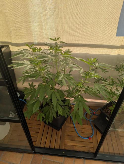 Gorilla Melon Outdoor. Week 8