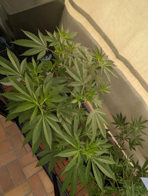 Gorilla Melon. Week 8